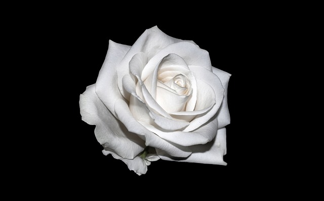 weiße.rose